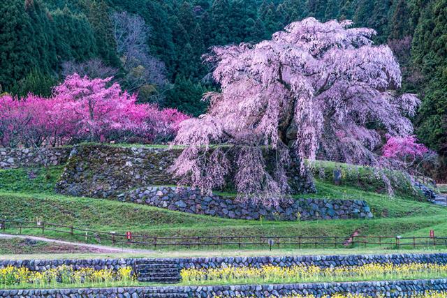 Matabei Cherry Blossoms Nara Japan