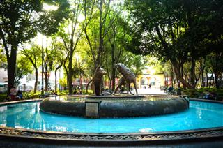 Coyotes Fountain In Mexico City
