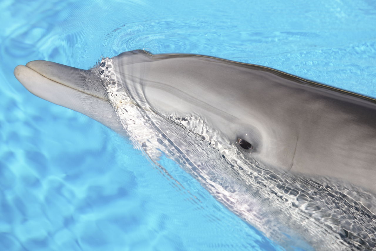 Bottlenose Dolphin Adaptations