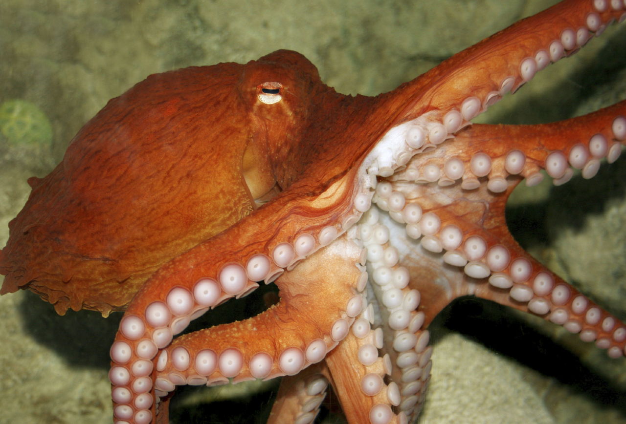 Keeping Pet Octopus in your Aquarium