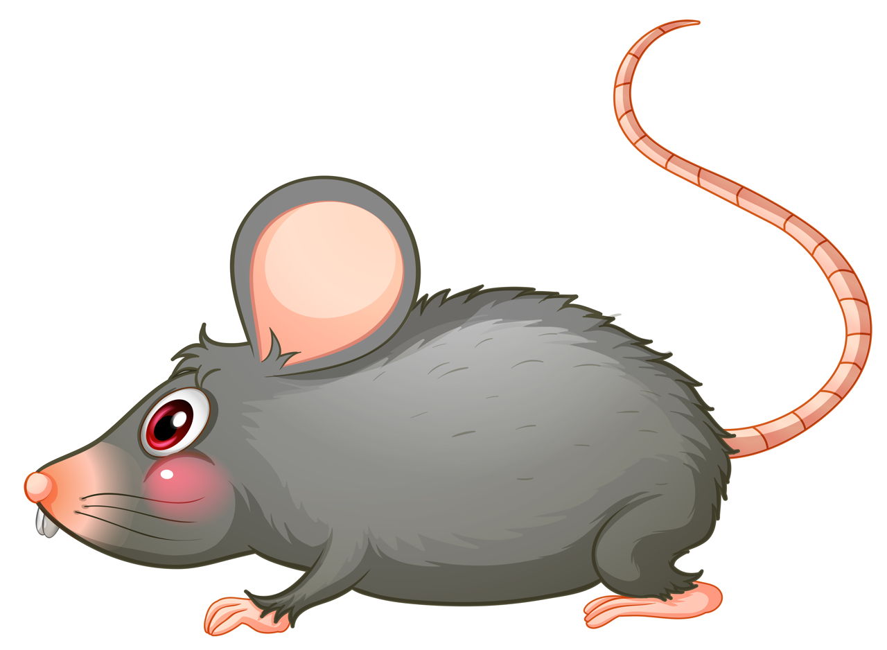 Rat Poisoning Symptoms