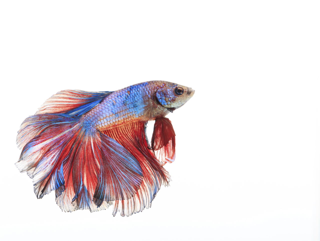 Betta Fish Care Instructions: How to Take Care of Betta fish