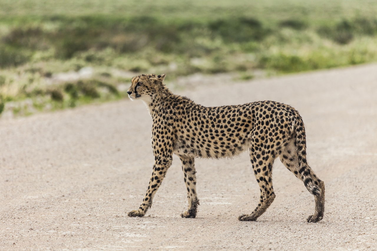 Cheetah Reintroduction in India: 65 Million Dollar Project Gets Underway