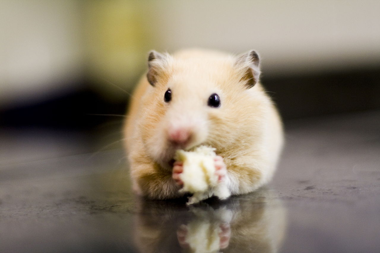 What do Hamsters Eat?