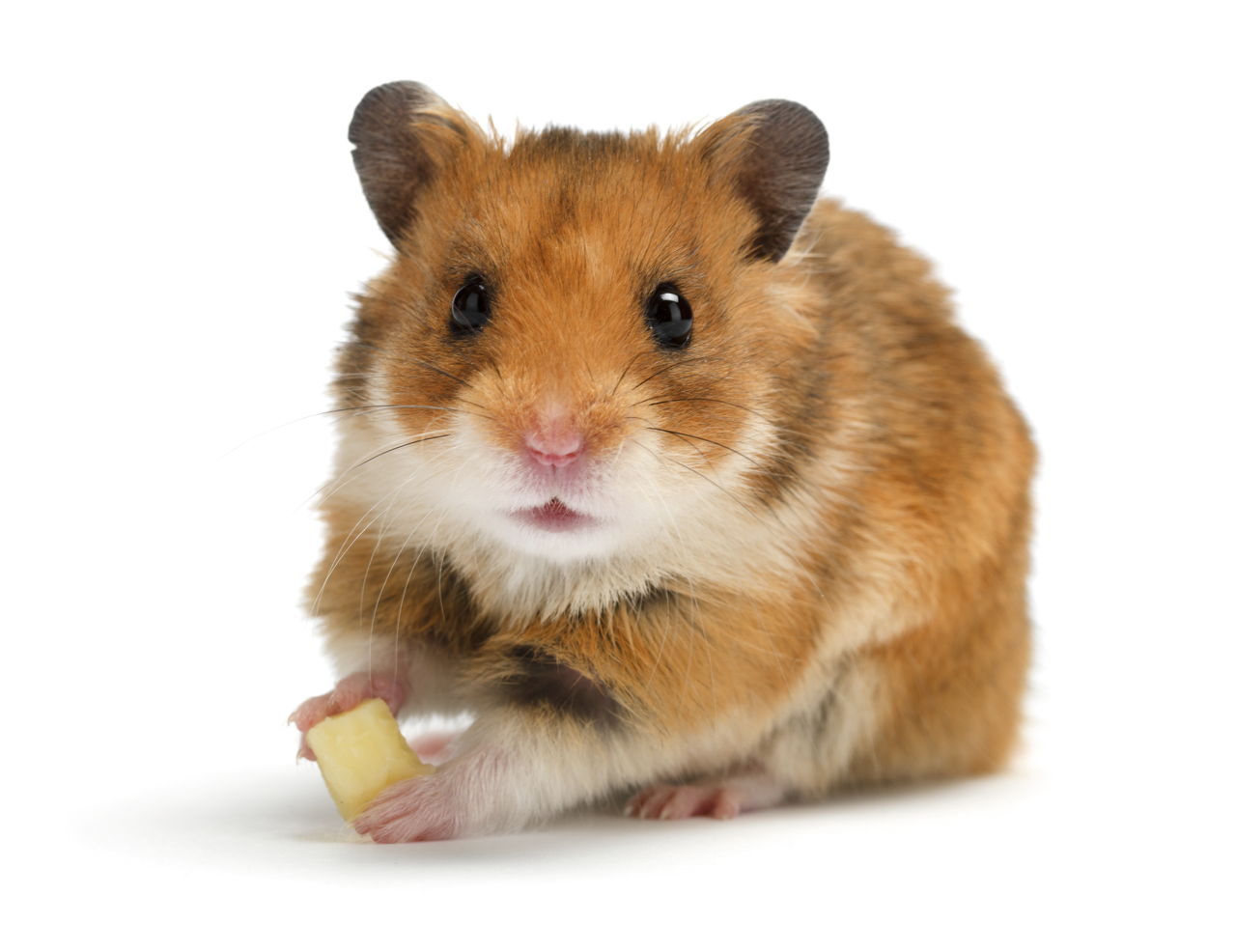 Hamster Names and Meanings