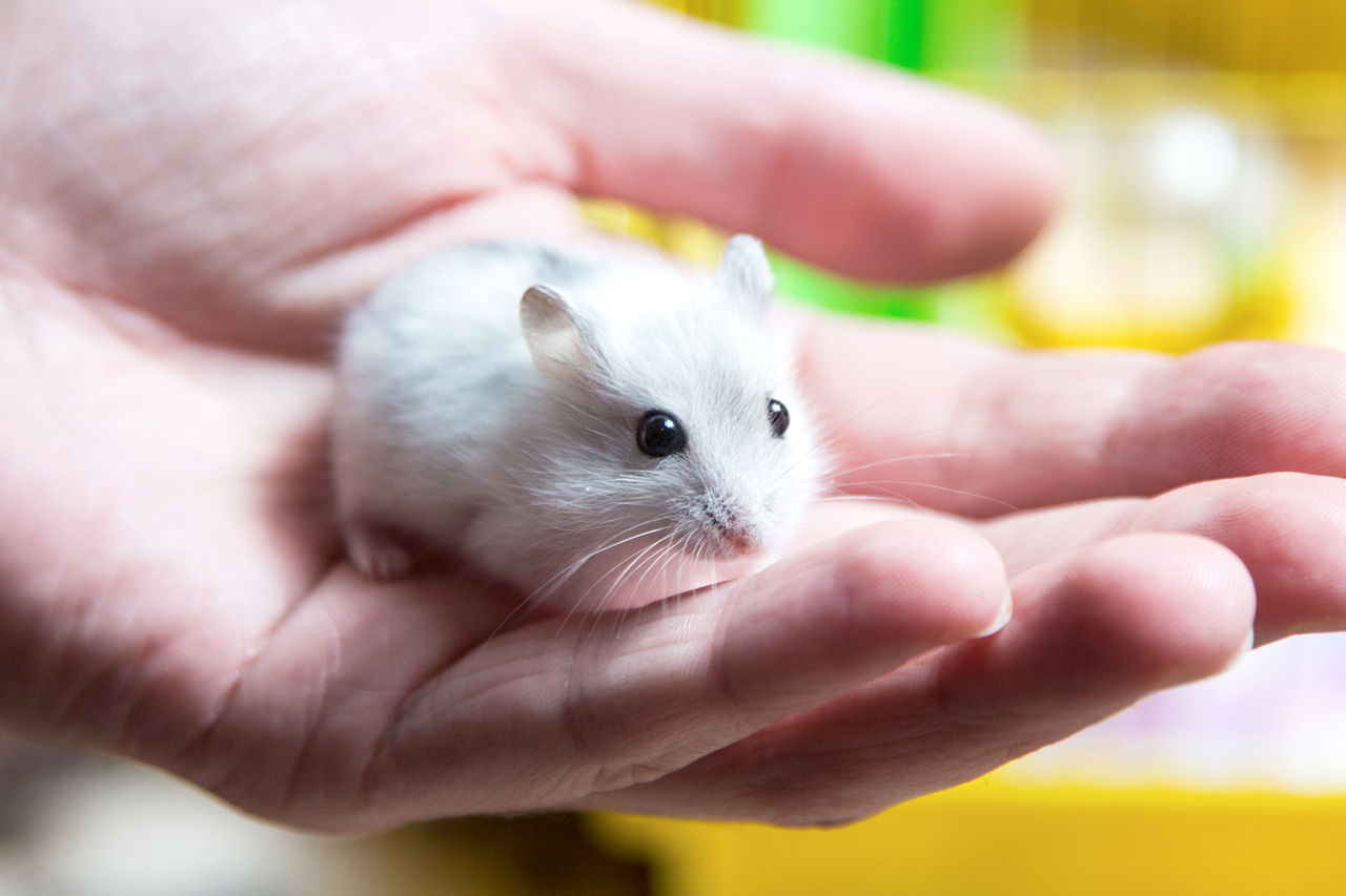 Dwarf Hamster's Lifespan