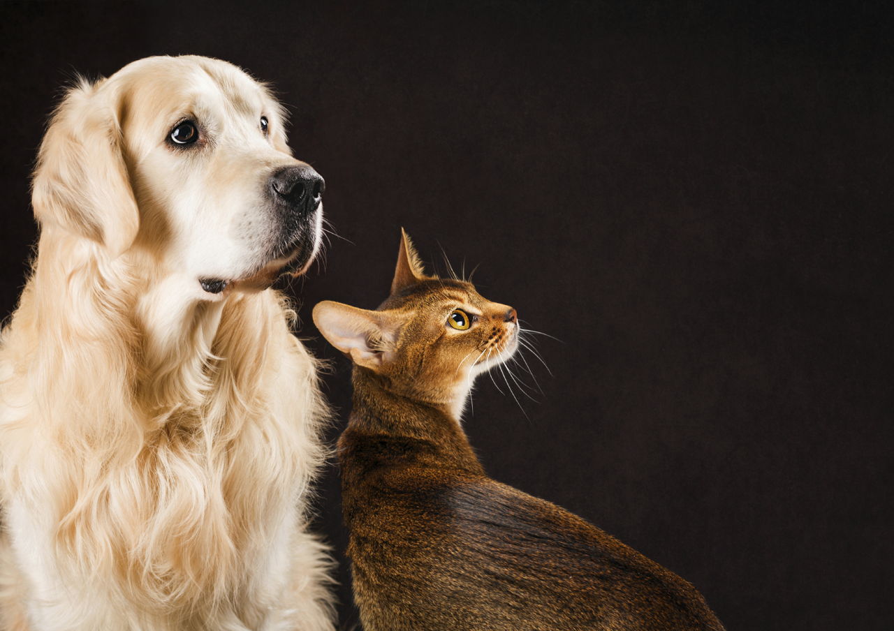 Diet for Diabetic Dogs and Cats
