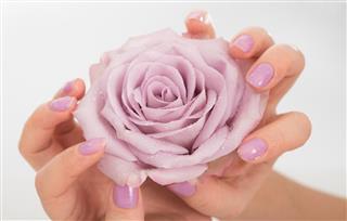 Lilac manicured hands and a rose