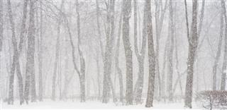 Snowy Forest Landscape During Blizzard