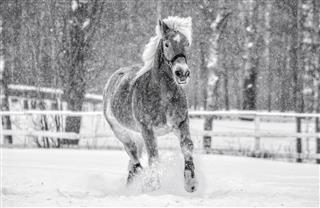 Horse In Snowstorm