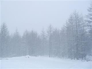 Snow Blizzard And Winter Wood Magadan