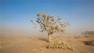 Sandstorm And Tree