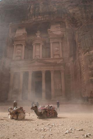 Camels In A Sand Storm