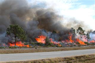 Florida Forest Ablaze