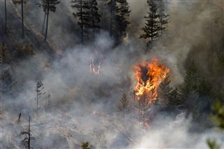 Tree Ablaze In Forest Fire