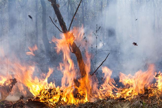 Bush Fire In Tropical Forest