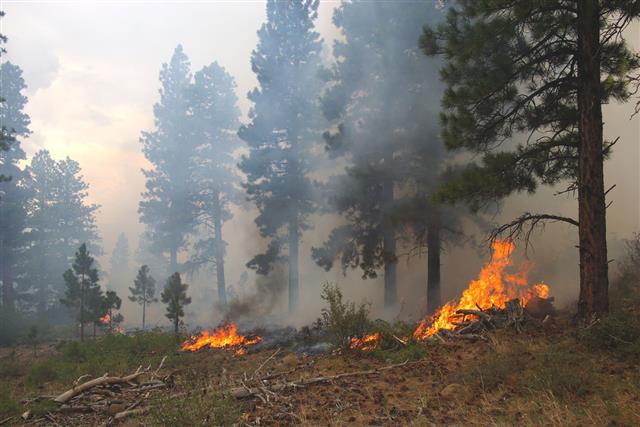 Pine Trees Burning