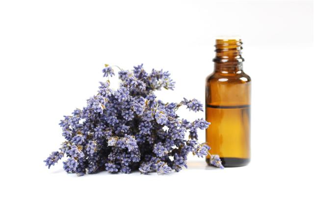 Lavender And Essential Oil