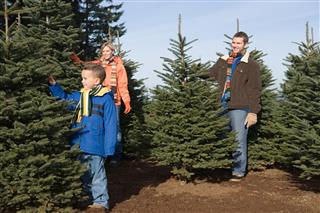 Family looking at Christmas trees