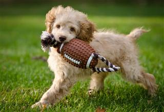 Puppy With Toy Running In Grass