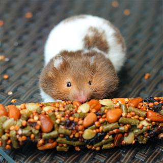 Funny Hamster Eating Food