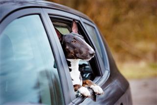 English Bull Terrier Dog In A Car