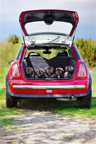 Group Of Puppies In A Car Trunk