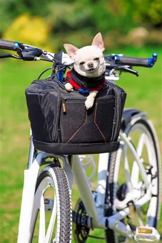 Cute Dog In Bicycle Basket