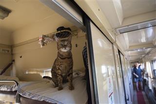 Cat On A Train In Ukraine