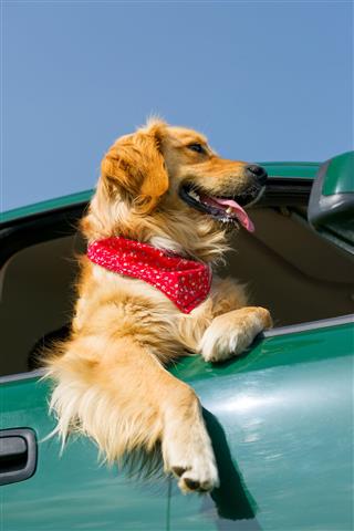 Golden Retriever Looking Out Of Car