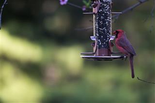 Cardinal Sitting On Bird Feeder