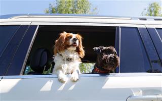 Two Dogs Traveling In Car