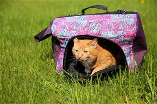 Red Cat In Pet Carrier