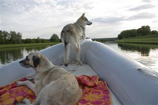 Dogs On A Motorboat