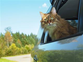 Cat Out Of A Car Window