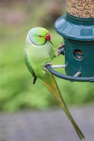 Rose Ringed Parakeet On Bird Feeder