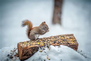 Squirrel Eating Bird Seed