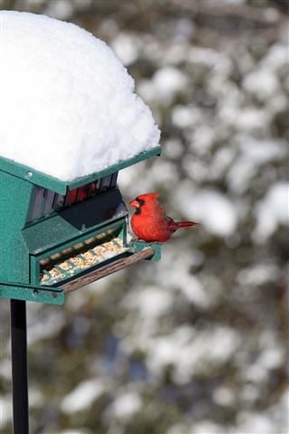 Northern Cardinal On Bird Feeder