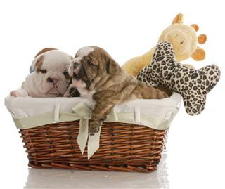 Puppies In A Basket