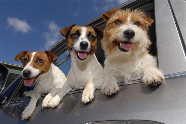 Excited Dogs In Car Window