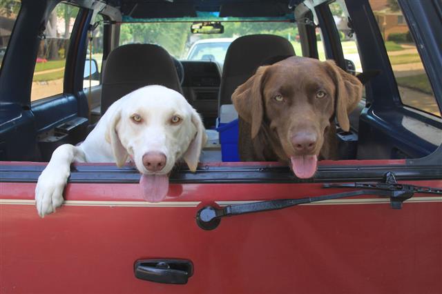 Labrador Retrievers Riding In Red Vehicle