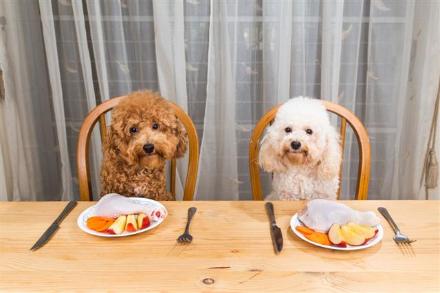 Dogs Having Delicious Raw Meat Meal