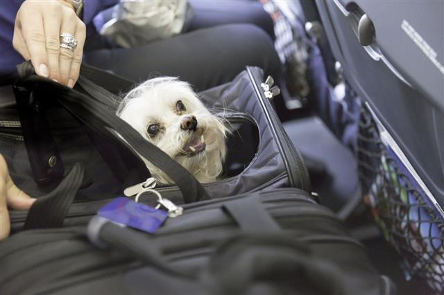 Dog Traveling On An Airplane