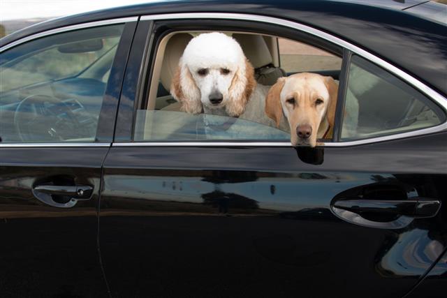 Dogs Traveling In The Car