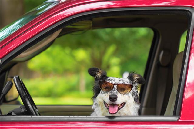 Dog In Car Wearing Sunglasses