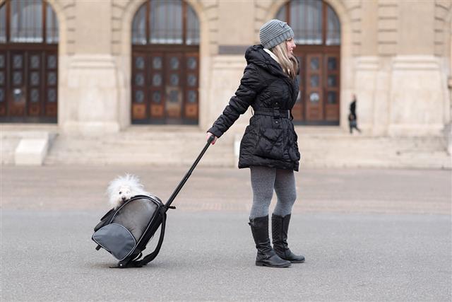 Bichon Havanese Dog In Bag