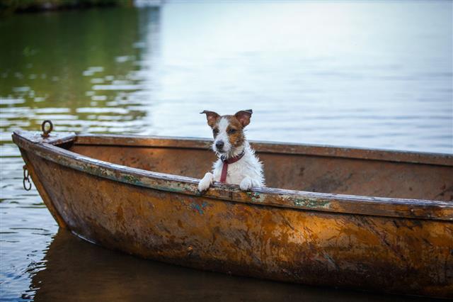 Dog Jack Russell Terrier Floating