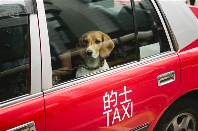 Dog In Taxi