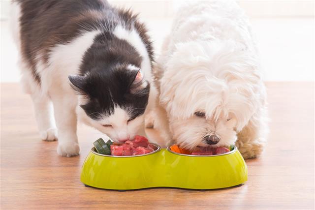 Dog And Cat Eating Natural Food