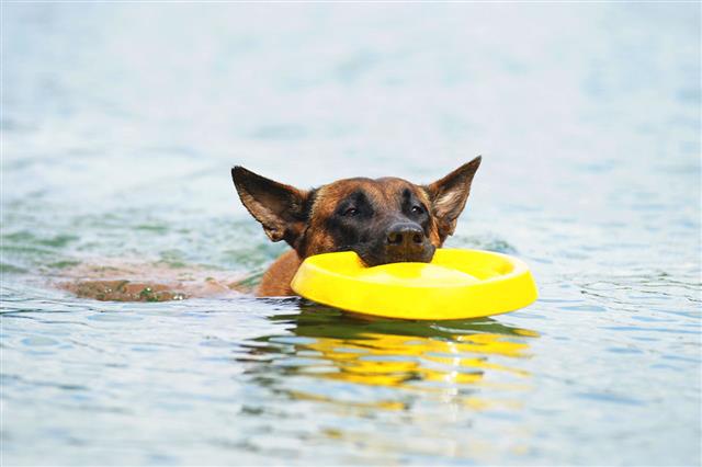 Belgian Shepherd Dog Malinois Swimming